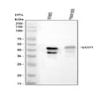 Anti-GKAP1 Antibody Picoband®