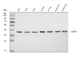 Anti-ABHD4 Antibody Picoband®