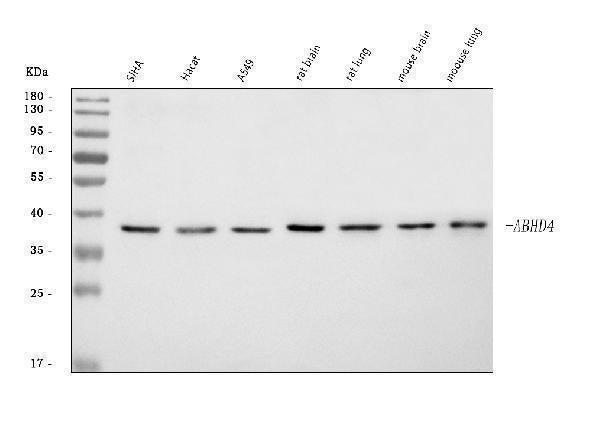 Anti-ABHD4 Antibody Picoband®
