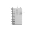 Anti-PIWIL3 Antibody Picoband®