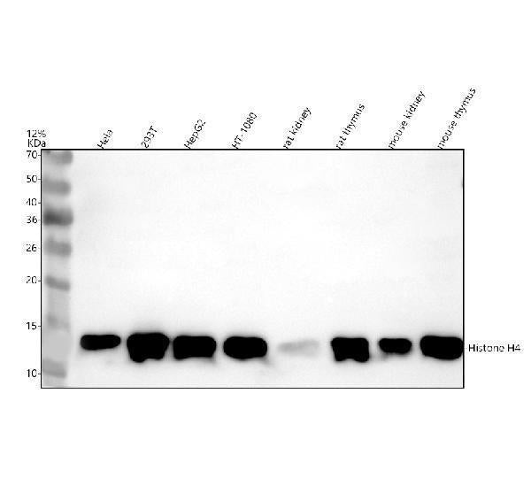 Anti-Histone H4 Antibody Picoband®