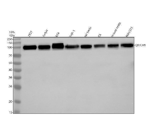 Anti-QRICH1 Antibody Picoband®