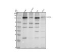 Anti-RSBN1L Antibody Picoband®