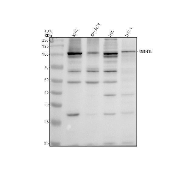 Anti-RSBN1L Antibody Picoband®