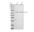 Anti-SLC26A10P Antibody Picoband®