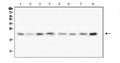 Anti-Transmembrane protein 199 TMEM199 Antibody Picoband®