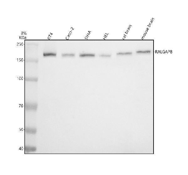 Anti-RALGAPB Antibody Picoband®