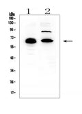 Anti-CCDC36 Antibody Picoband®