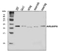 Anti-ARL6IP6 Antibody Picoband®