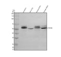 Anti-SPATA6 Antibody Picoband®
