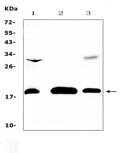 Anti-TMEM240 Antibody Picoband®