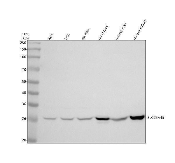 Anti-SLC25A45 Antibody Picoband®