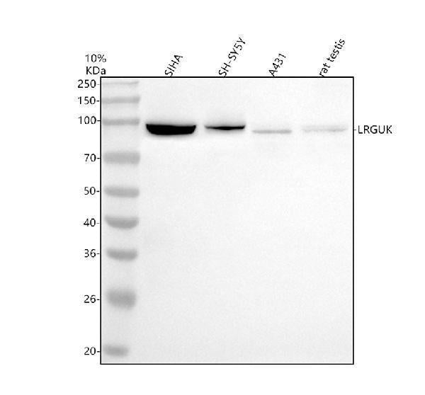 Anti-LRGUK Antibody Picoband®
