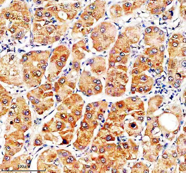 Anti-SLC46A3 Antibody