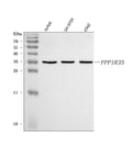 Anti-C7orf47/PPP1R35 Antibody Picoband®