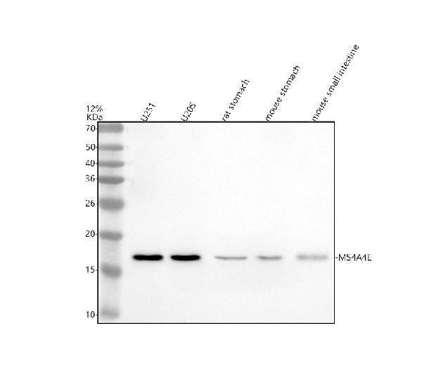 Anti-MS4A4E Antibody Picoband®