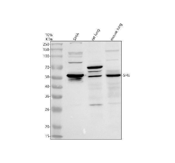 Anti-SHE Antibody Picoband®