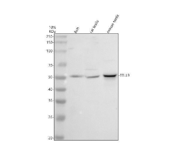 Anti-TTLL9 Antibody Picoband®