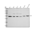 Anti-TUSC1 Antibody Picoband®