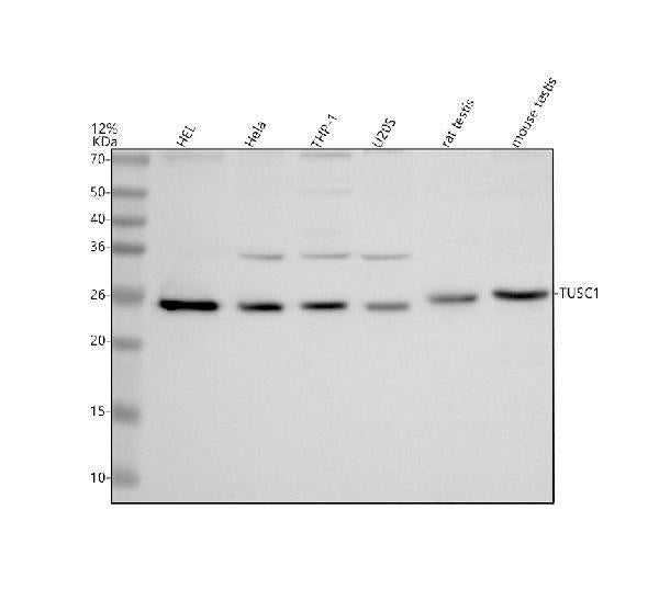 Anti-TUSC1 Antibody Picoband®