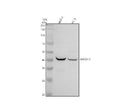 Anti-SPATA17 Antibody Picoband®