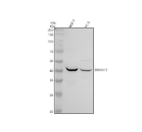 Anti-SPATA17 Antibody Picoband®