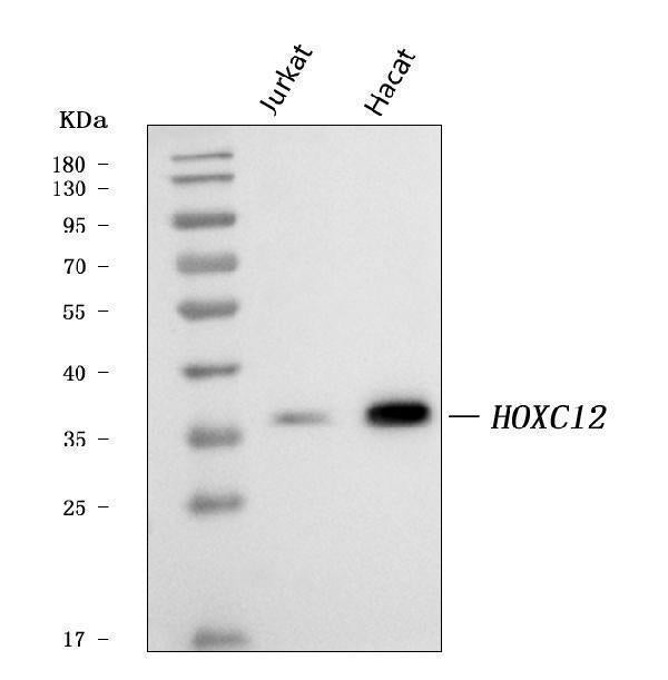 Anti-HOXC12 Antibody Picoband®