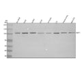 Anti-C1orf26/SWT1 Antibody Picoband®