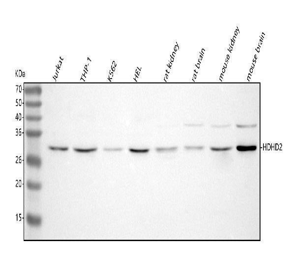 Anti-HDHD2 Antibody Picoband®
