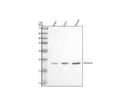 Anti-MS4A6E Antibody Picoband®