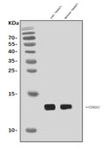 Anti-Cox6a2 Antibody Picoband®