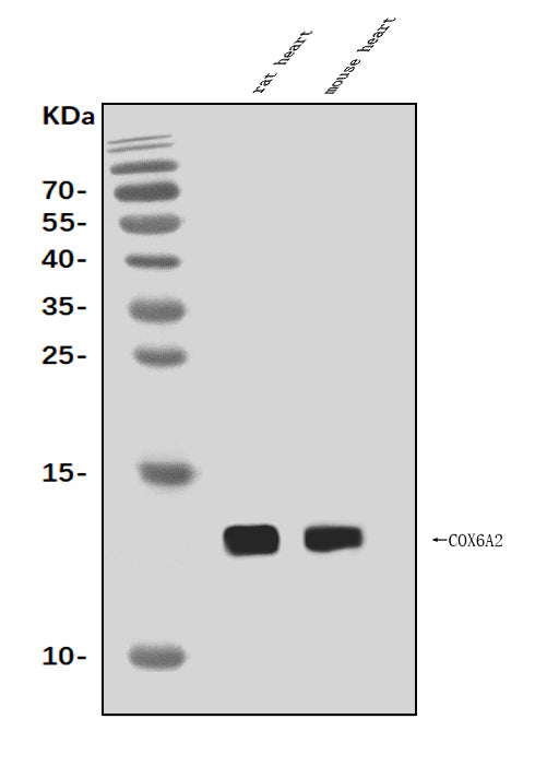 Anti-Cox6a2 Antibody Picoband®