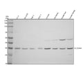 Anti-SLC25A44 Antibody Picoband®