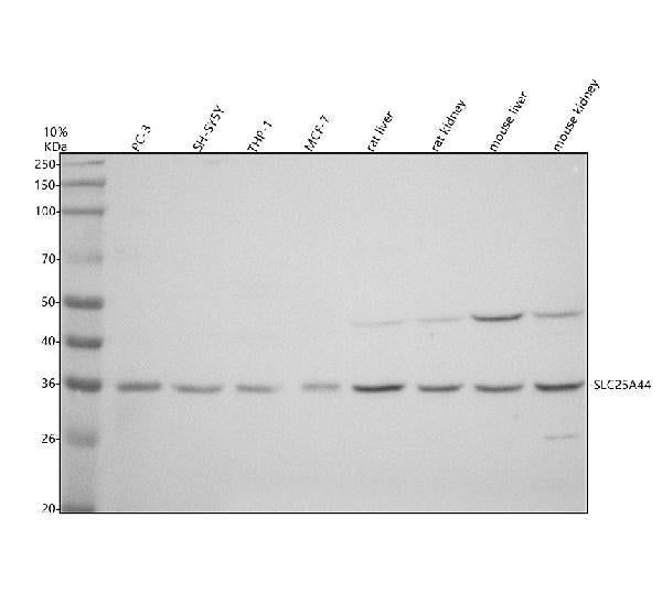 Anti-SLC25A44 Antibody Picoband®