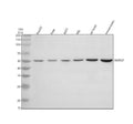 Anti-WDR37 Antibody Picoband®