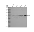 Anti-SNX24 Antibody Picoband®