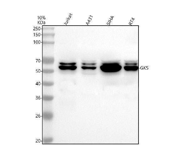 Anti-GK5 Antibody Picoband®
