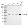 Anti-RNF44 Antibody Picoband®