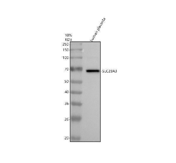 Anti-SLC23A3 Antibody Picoband®