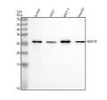 Anti-NUDT8 Antibody Picoband®