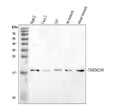 Anti-TMEM208 Antibody Picoband®