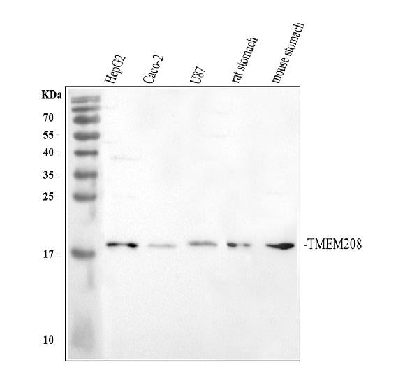 Anti-TMEM208 Antibody Picoband®