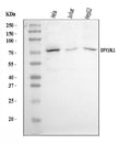 Anti-DPY19L1 Antibody Picoband®