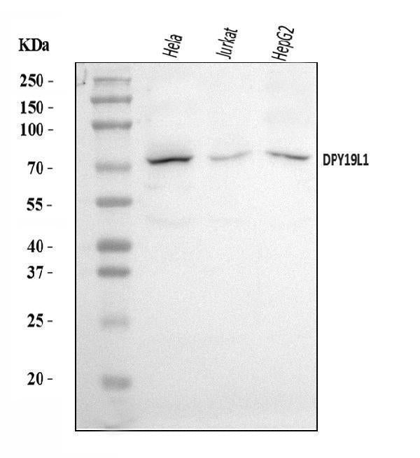 Anti-DPY19L1 Antibody Picoband®