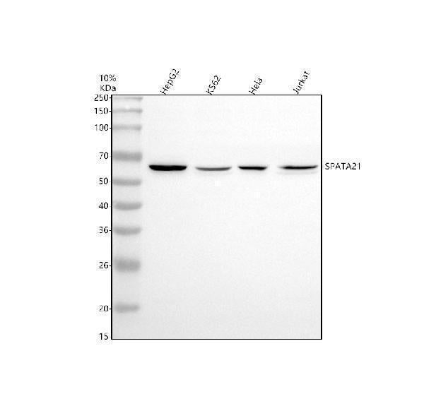 Anti-SPATA21 Antibody Picoband®