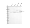 Anti-SLFN12 Antibody Picoband®