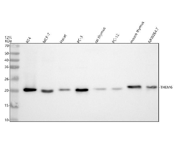 Anti-THEM6 Antibody Picoband®