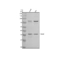 Anti-TMED8 Antibody Picoband®