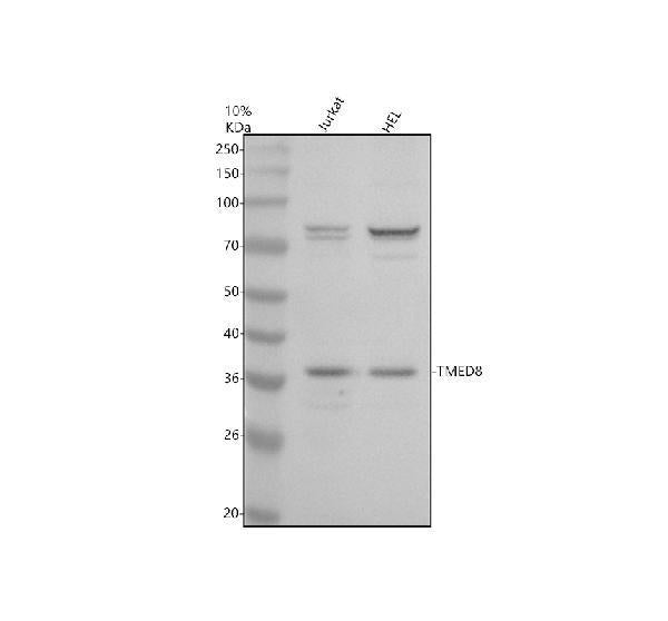 Anti-TMED8 Antibody Picoband®