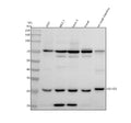 Anti-HDHD3 Antibody Picoband®